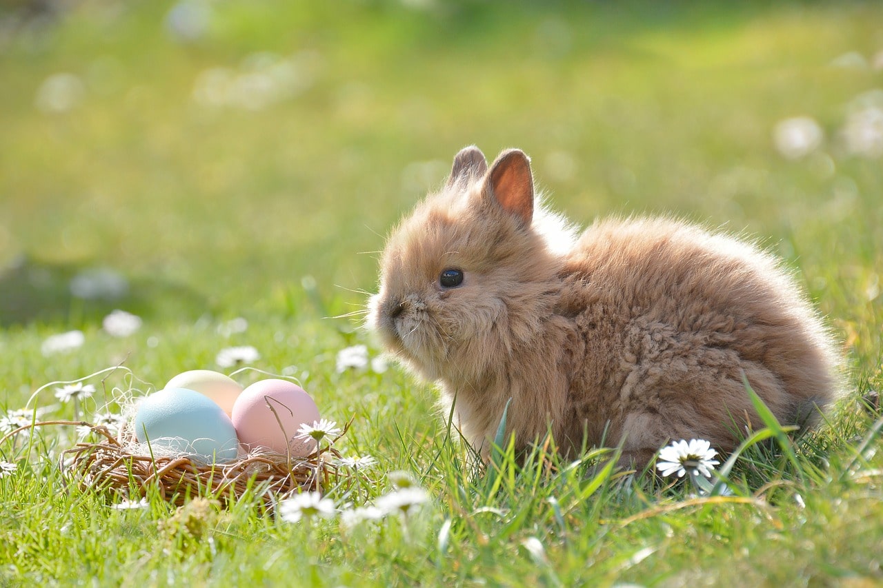 Les meilleurs conseils pour bien s’occuper d’un lapin