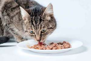 alimentation humide chat