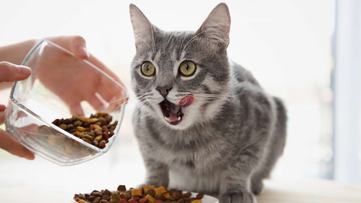 Comment bien choisir la meilleure nourriture humide pour chat ?
