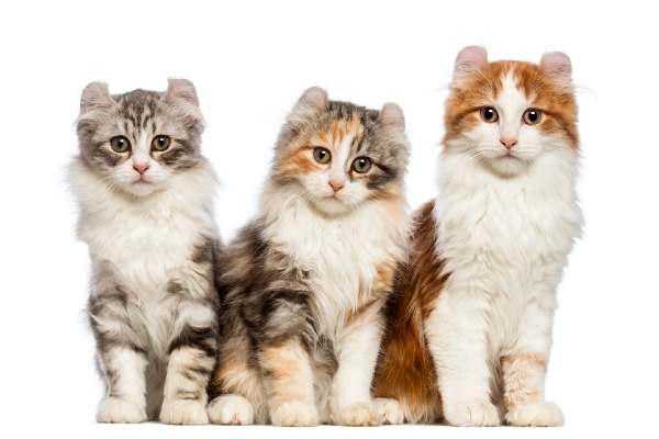 3 chatons American curl