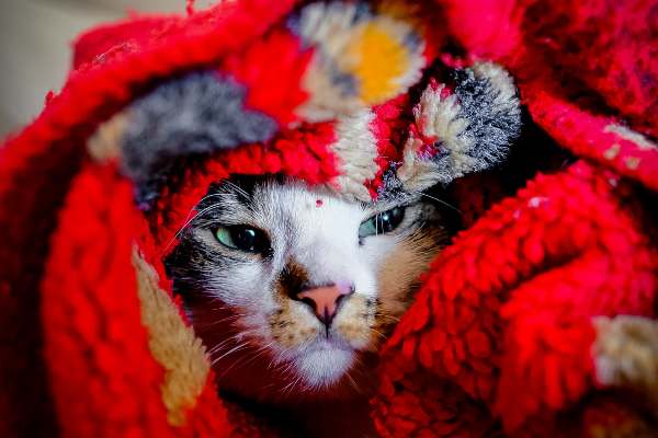 chat  malade camouflé dans une couverture