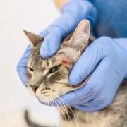 Soigner une dermatite chez le chat ?
