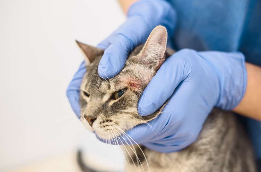 Soigner une dermatite chez le chat ?