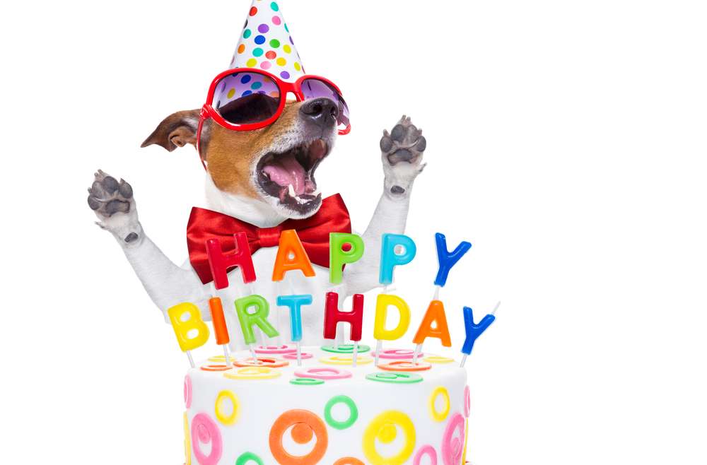 5 idées pour organiser l’anniversaire de son chien