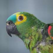 Perroquets Amazone à Front Bleu : Caractère, Alimentation et Caractéristiques