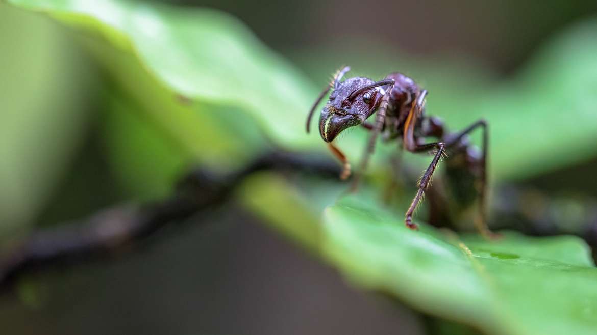 Tout savoir sur la fourmi balle de fusil ou Paraponera clavata