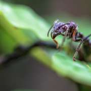 Tout savoir sur la fourmi balle de fusil ou Paraponera clavata