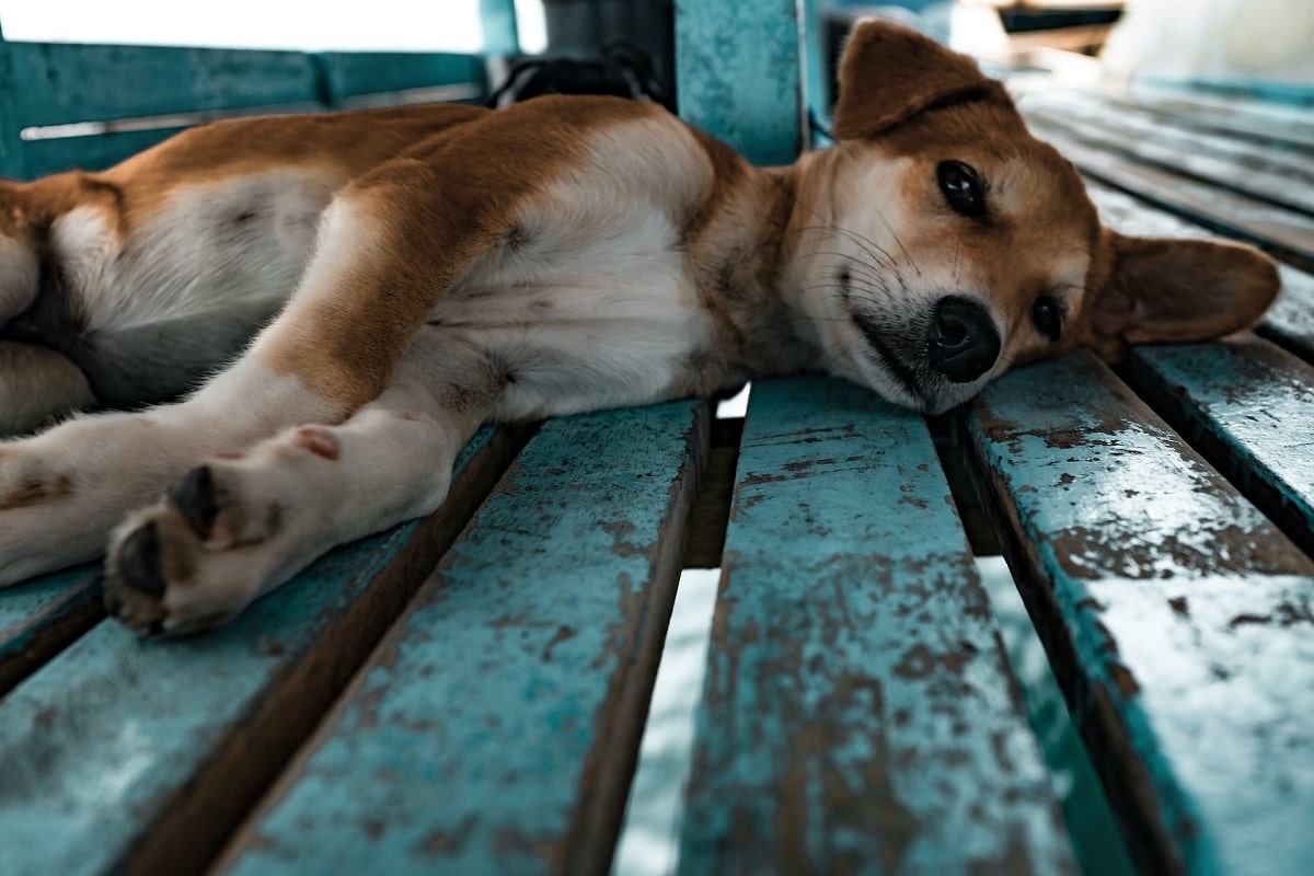 L’Alopécie du chien : causes et traitements