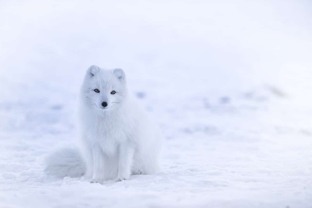animaux-neige-renard