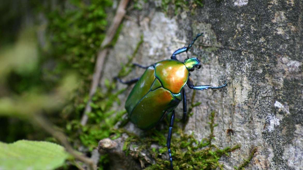 Le scarabée ou coléoptère bombardier et son arme chimique redoutable