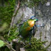 Le scarabée ou coléoptère bombardier et son arme chimique redoutable