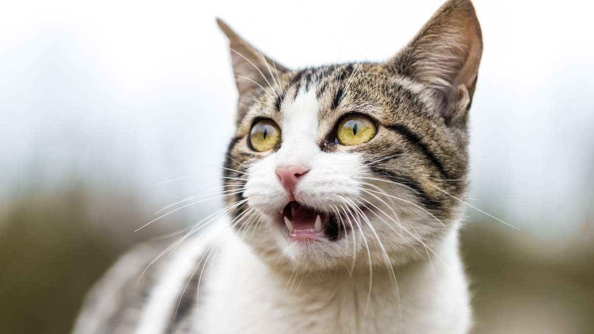 Vermifuger un chat : importance, traitement et précautions à prendre