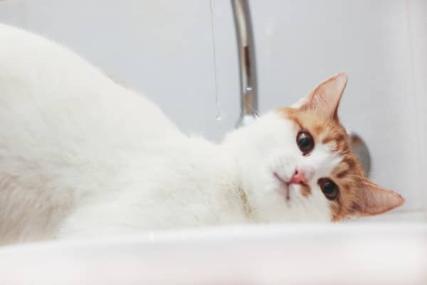 chat devant le robinet
