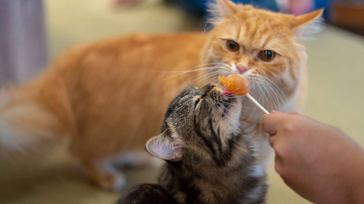 Comment nourrir un chaton : conseils de base pour son alimentation !