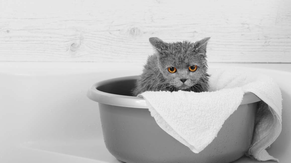 Pourquoi les chats ont peur de l’eau ?