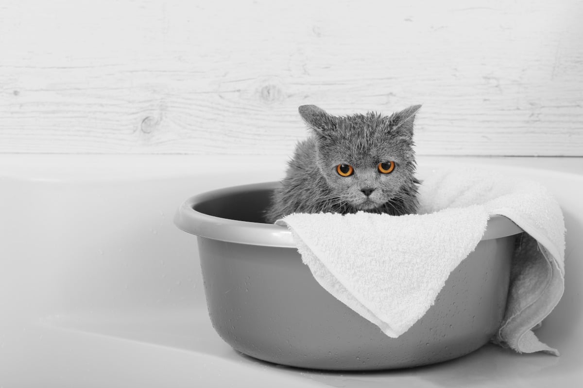 Pourquoi les chats ont peur de l’eau ?