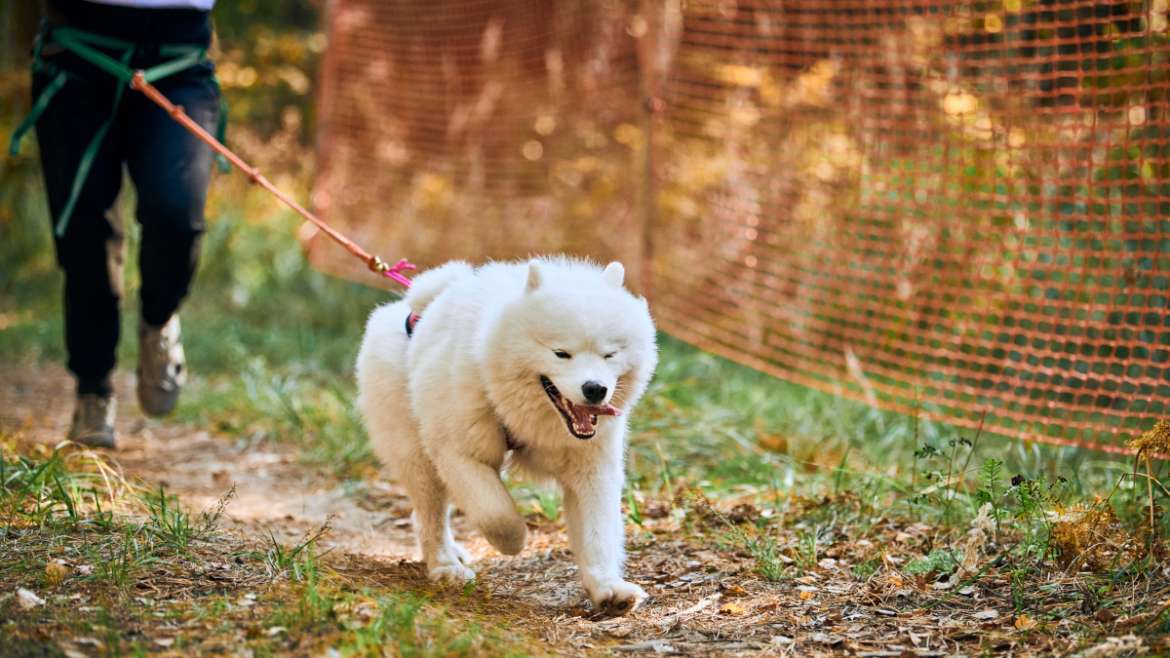 Le canicross pour différentes races de chiens : adapter l’entraînement et l’équipement