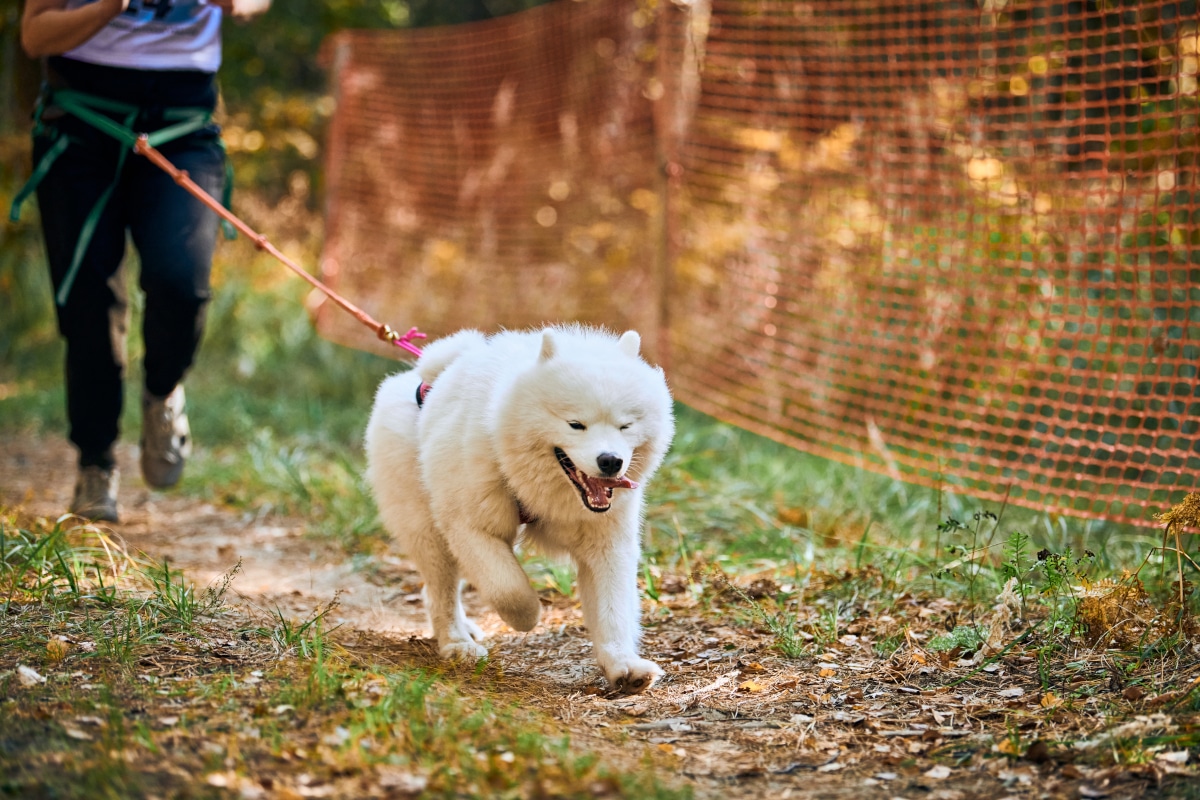 Le canicross pour différentes races de chiens : adapter l’entraînement et l’équipement