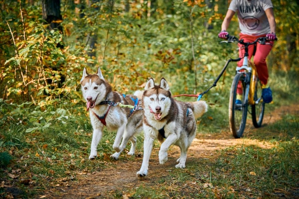 deux husky en canicross en vélo