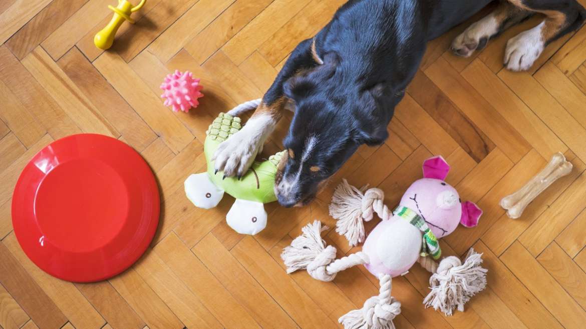 Acheter des jouets pour chiens en ligne : trouvez les meilleurs sites et conseils