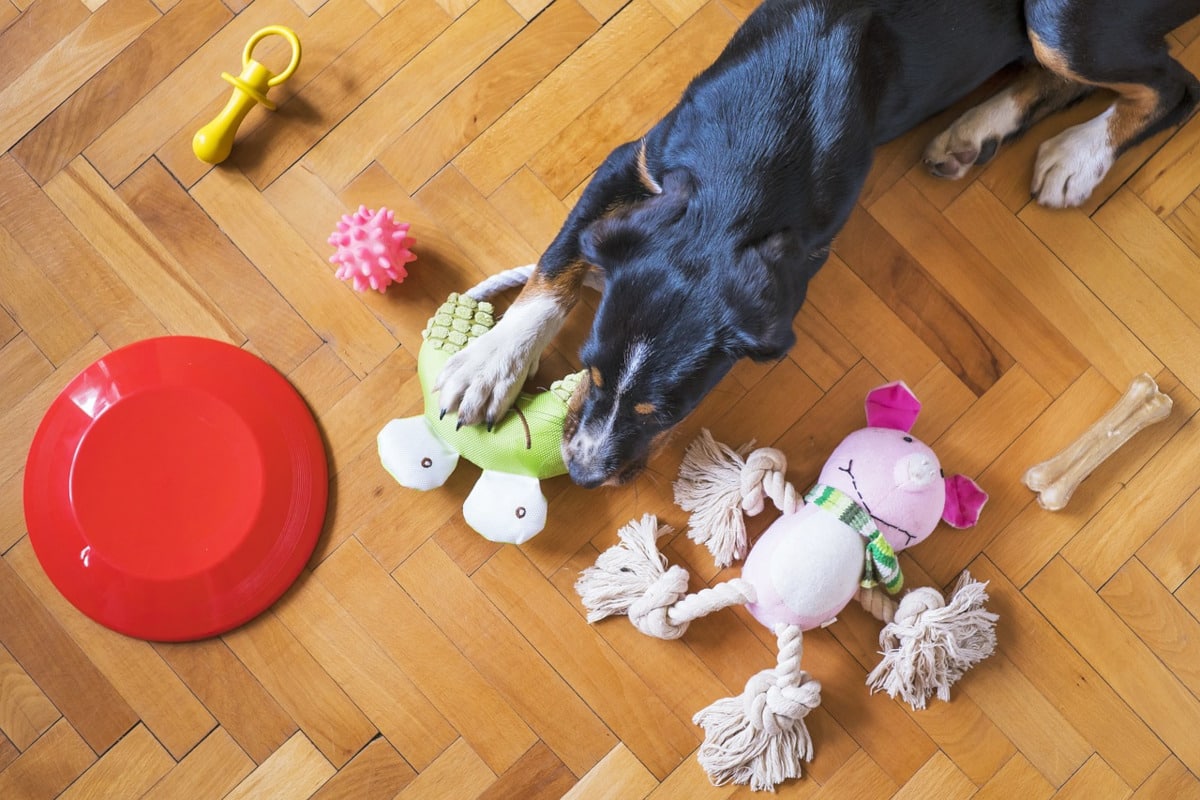Acheter des jouets pour chiens en ligne : trouvez les meilleurs sites et conseils