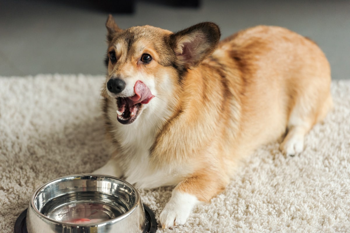 Les avantages des gamelles d’eau automatique pour nos amis canins