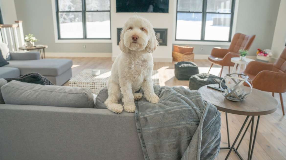 Protégez vos meubles avec les meilleurs jouets pour chiens