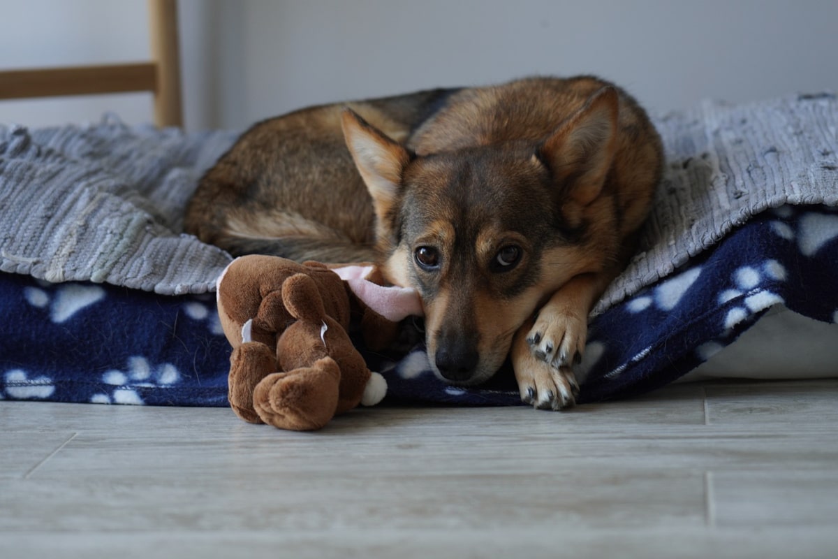 Paniers de chiens VS lits de chiens : Comment faire le meilleur choix pour votre compagnon ?