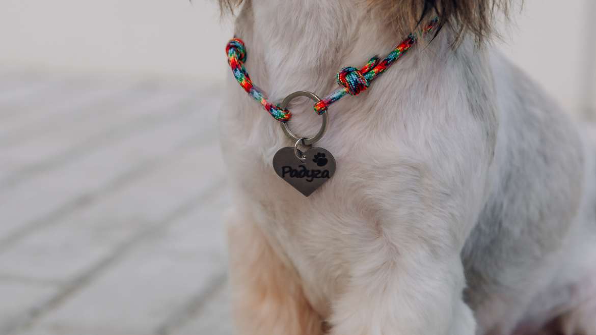 Créer votre propre collier canin : Les meilleures options DIY