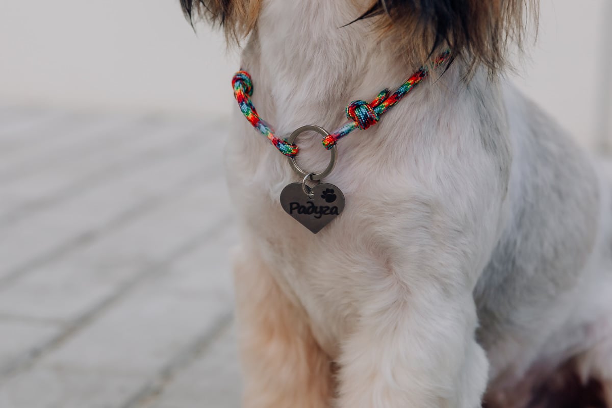 Créer votre propre collier canin : Les meilleures options DIY