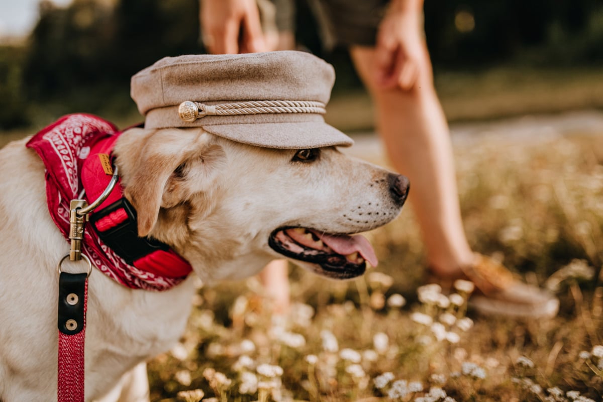 Les colliers anti-fugue pour chiens : une solution à envisager