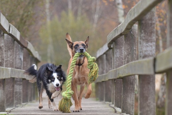 deux chien avec une corde