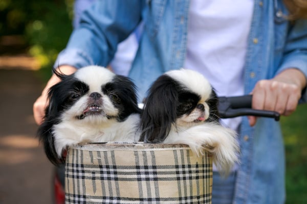 deux chiens dans un panier
