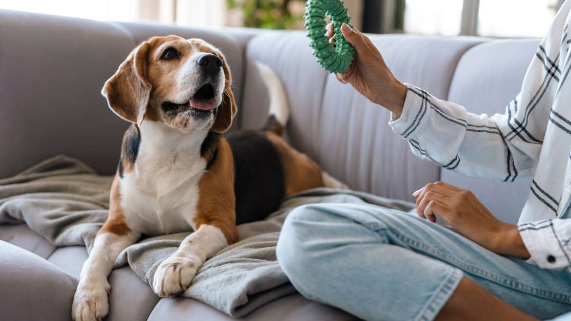 Les meilleures marques de jouets pour chiens : assurez le bonheur et la santé de votre compagnon