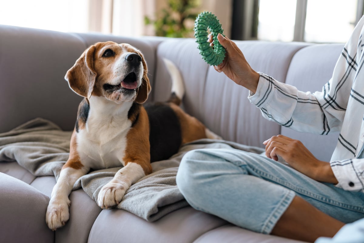 Les meilleures marques de jouets pour chiens : assurez le bonheur et la santé de votre compagnon