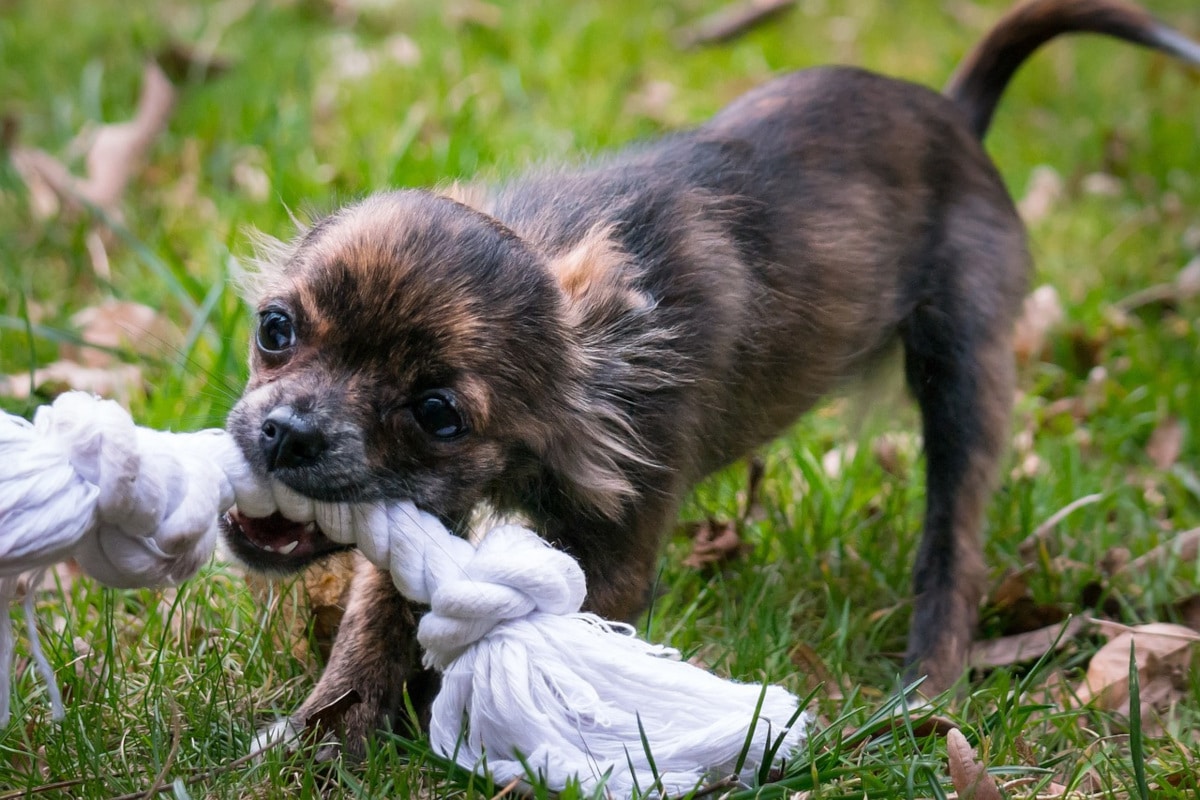 Les jouets les plus durables pour les chiens : comment bien choisir ?