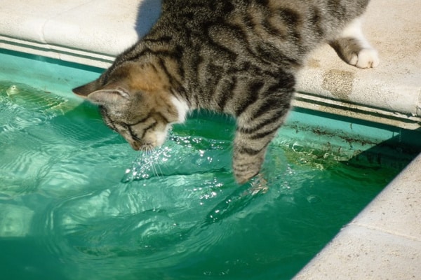 un chat dans la piscine