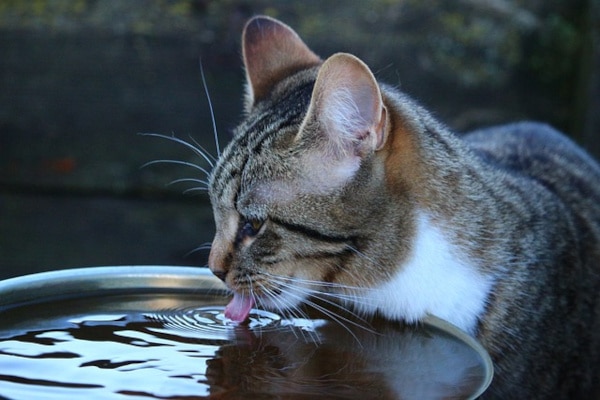 un chat qui boit de l'eau