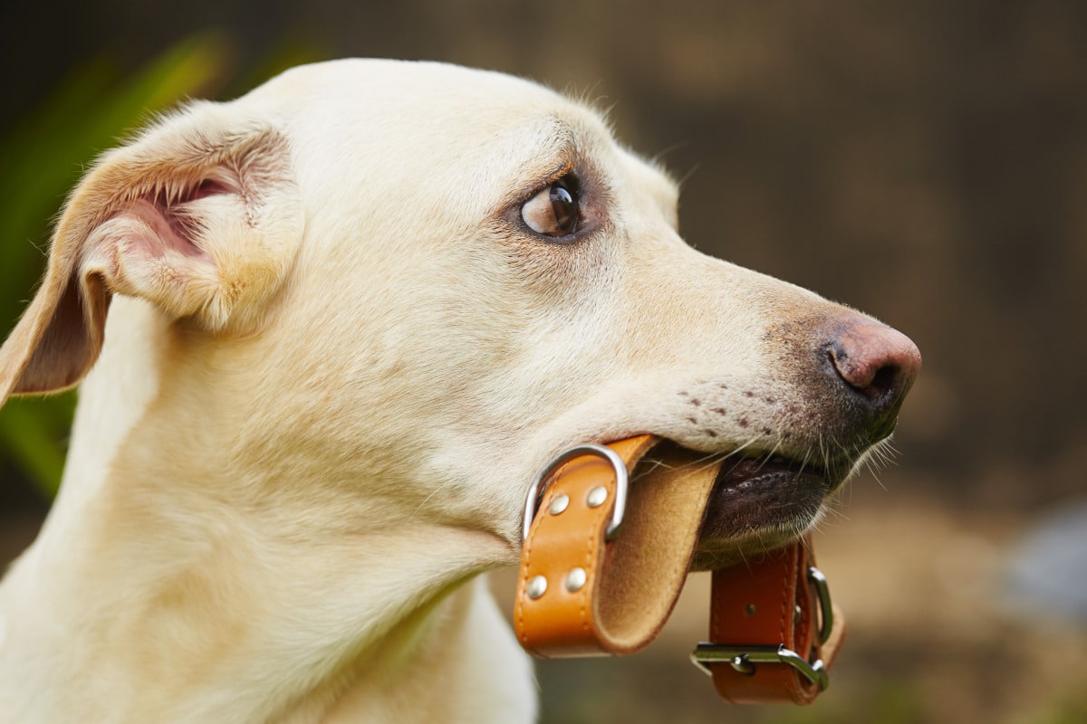 Les meilleurs colliers canins pour 2023 : Top 10 des options à considérer