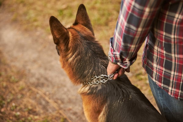un chien et son collier