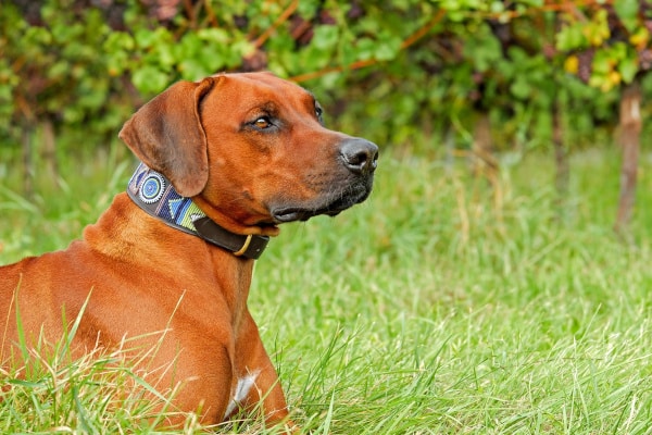 un chien marron avec son collier