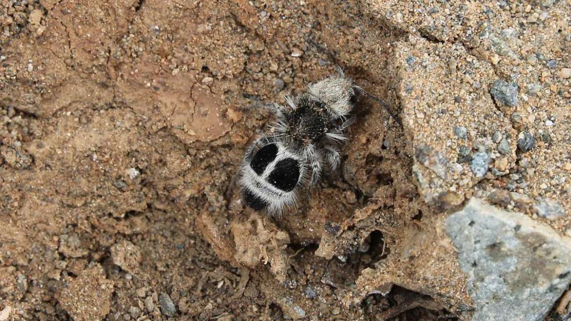 La fourmi-panda : une guêpe étonnante déguisée en fourmi