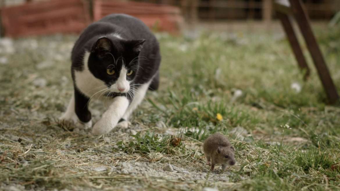 Pourquoi les chats chassent-ils les souris ?