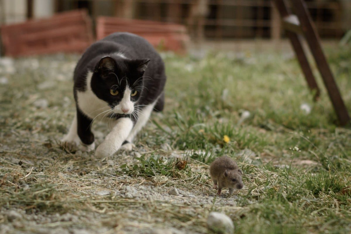 Pourquoi les chats chassent-ils les souris ?