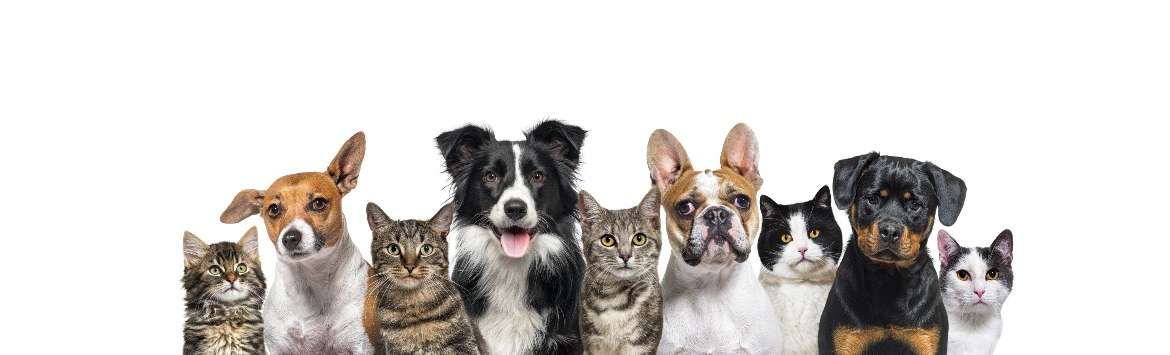 10 races de chiens qui s’entendront bien avec votre chat