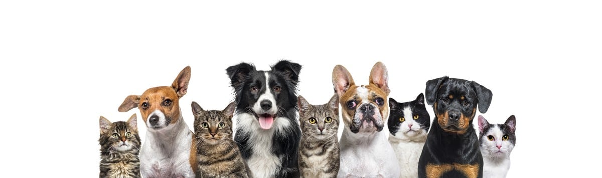 10 races de chiens qui s’entendront bien avec votre chat