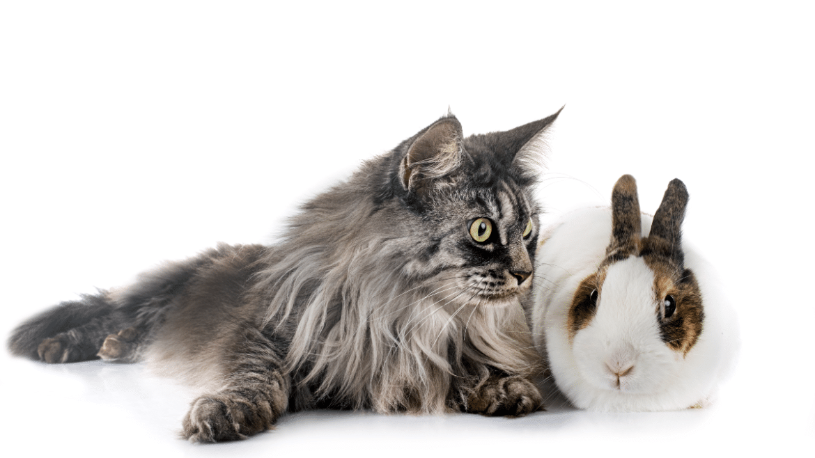 La cohabitation chat et lapin : possible ou impossible ?
