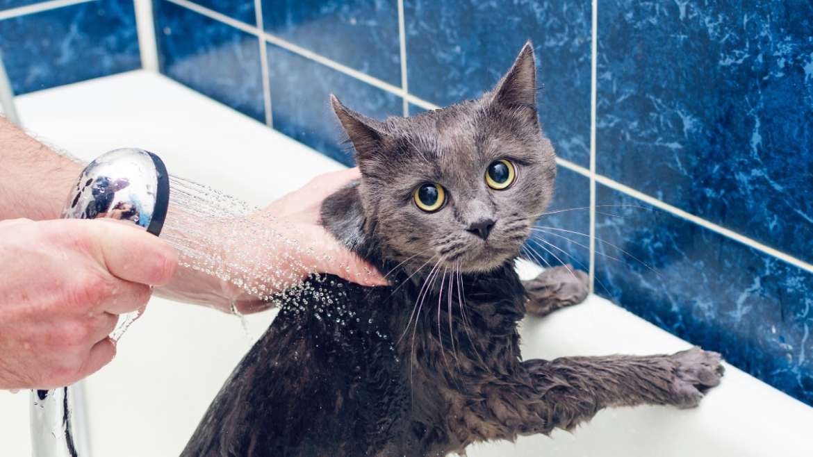 Peut on laver son chat ?