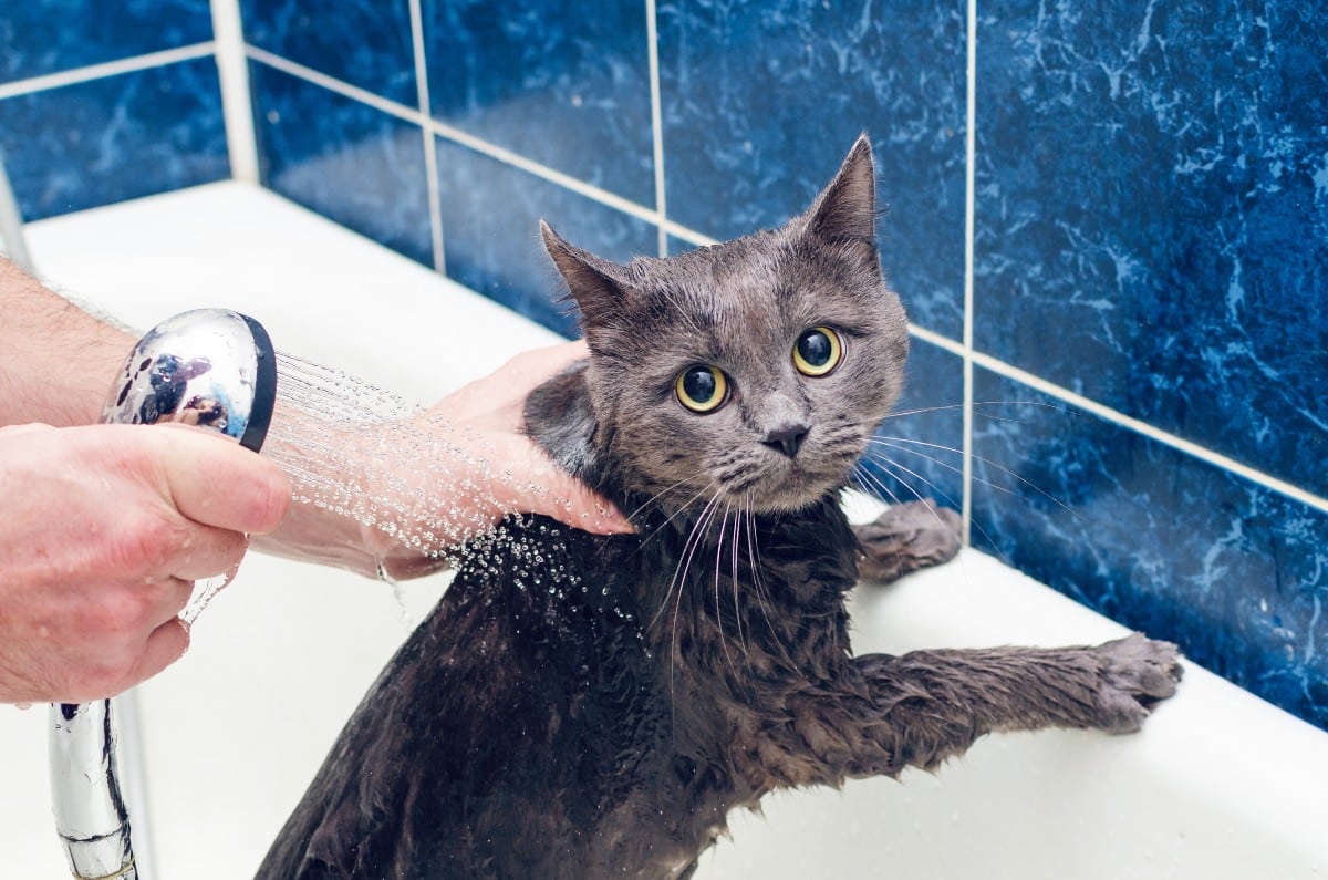 Peut on laver son chat ?