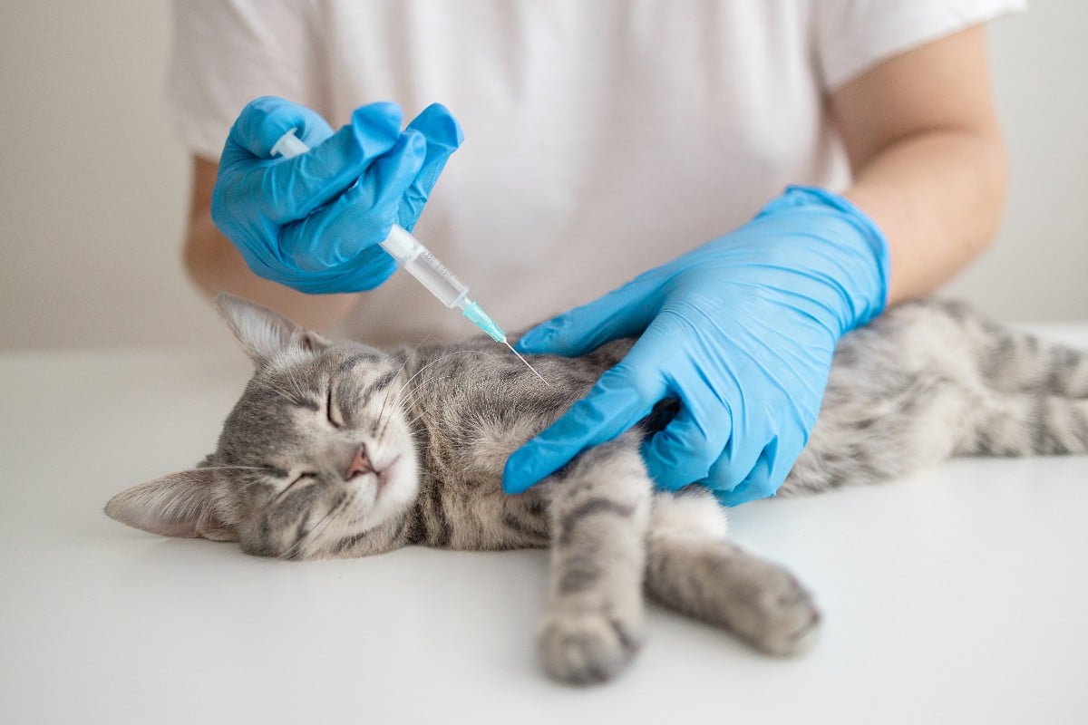 La stérilisation du chat : pour quoi faire ?
